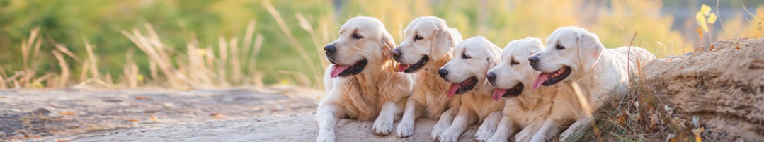 golden retrievers with blurred landscape background